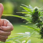 Ultimate Guide to Cannabis Strains for Beginners