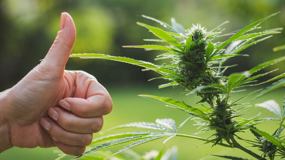 Ultimate Guide to Cannabis Strains for Beginners