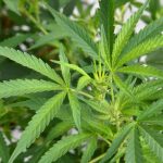 Inside the Community of Medical Cannabis Today