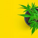 Orange Park Medical Cannabis Dispensary