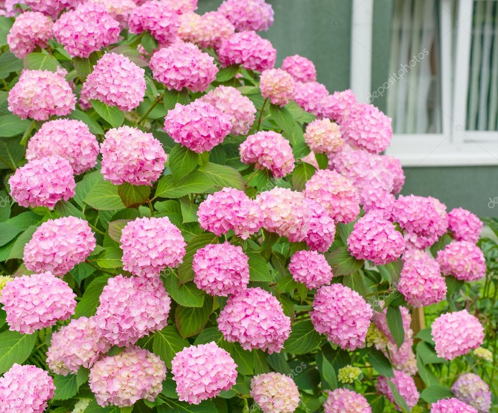 Know About Pink Hydrangea Flowers Delivery