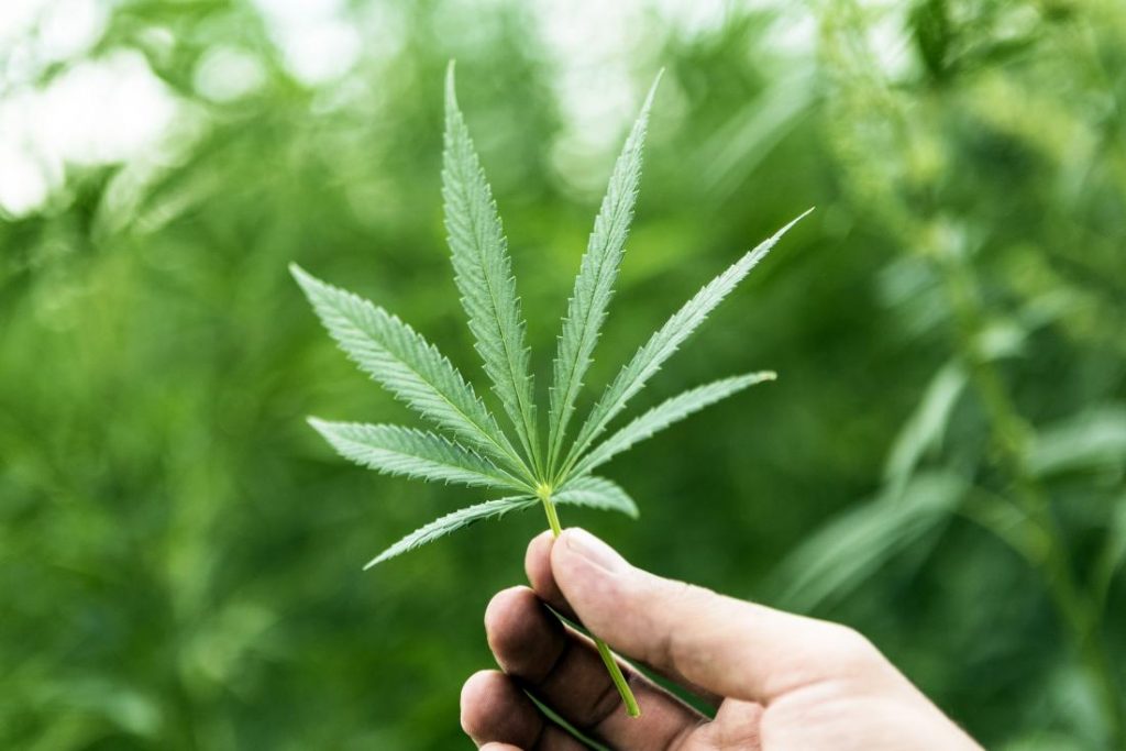 The various kinds of cannabis products